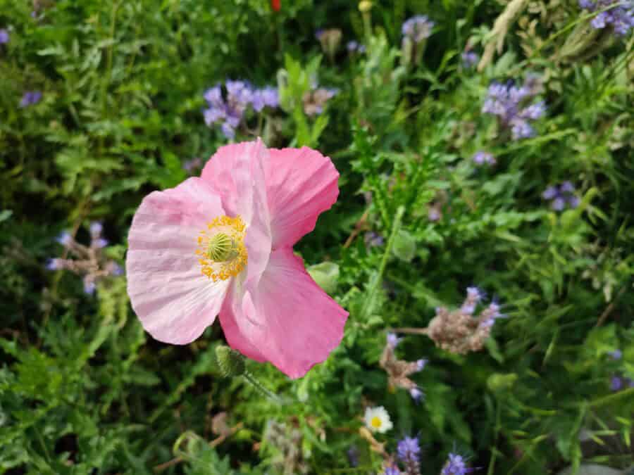 Zarte rosafarbene Mohnblume wiegt sich im Wind und genießt die Sonne.